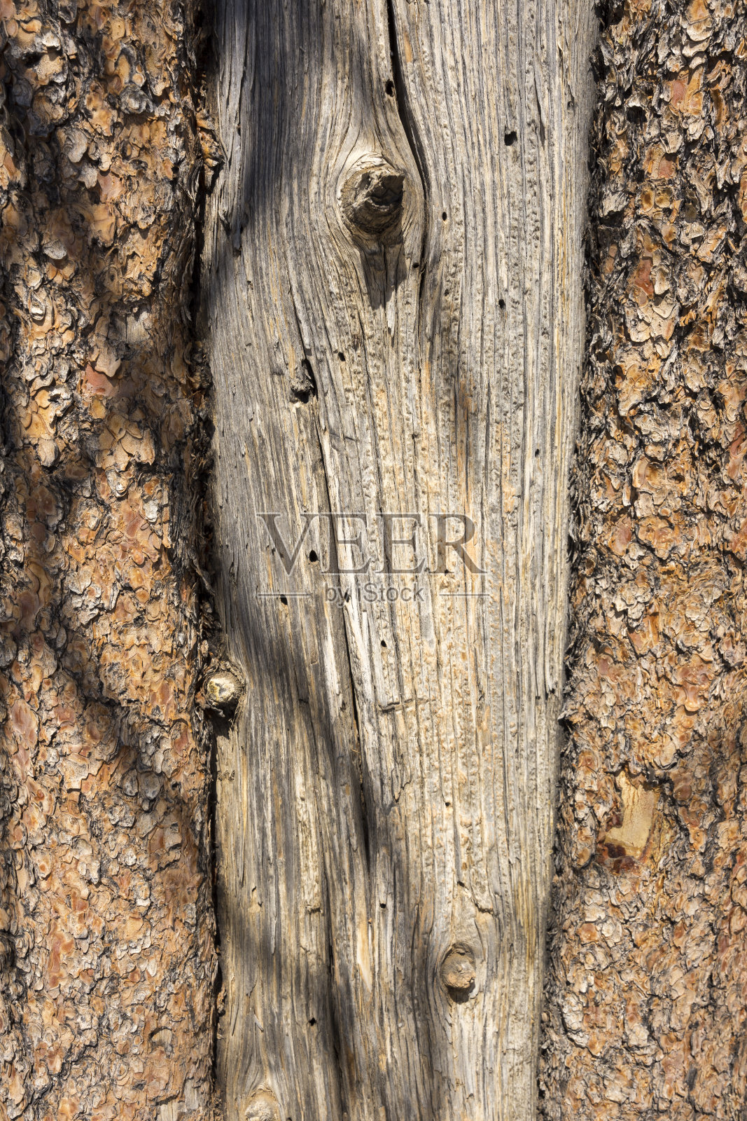 布莱斯峡谷的树木照片摄影图片