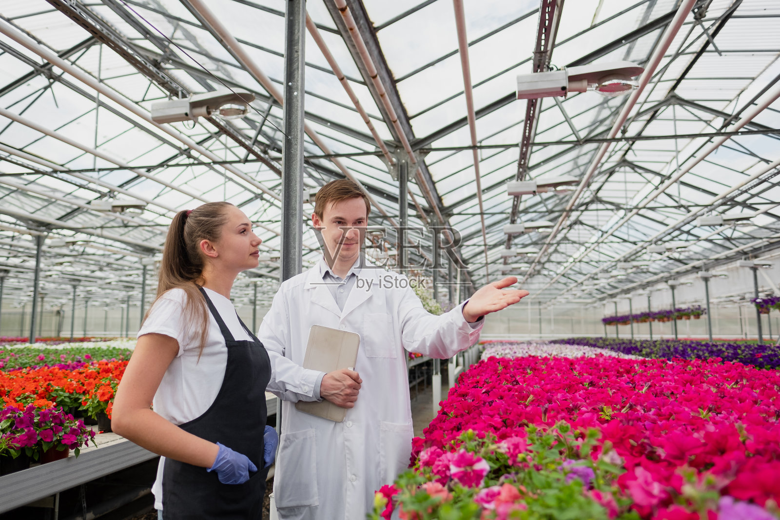 科学家、生物学家或农学家穿着白大褂、围着黑色围裙的年轻男女在温室里检查和分析花朵和绿色植物。照片摄影图片
