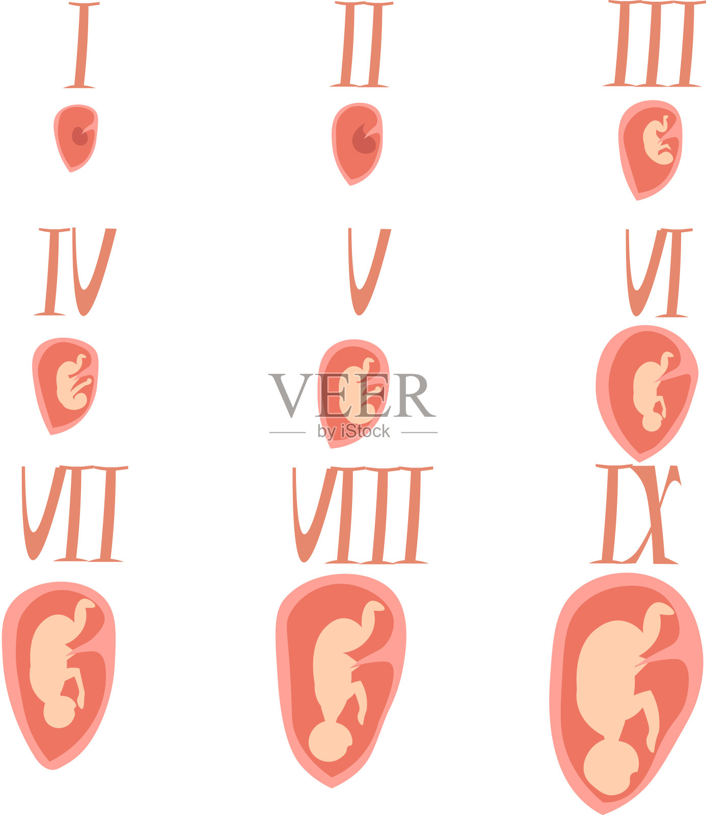 胎儿宫内发育胎儿宫内发育插画图片素材