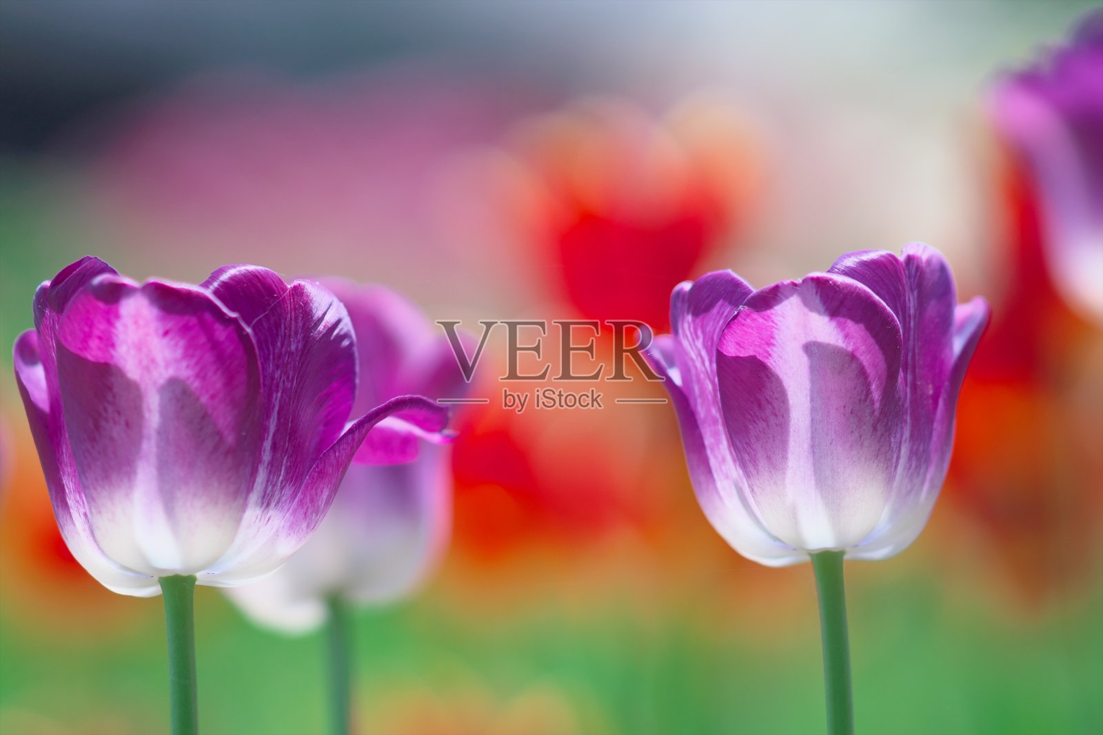 郁金香花领域照片摄影图片