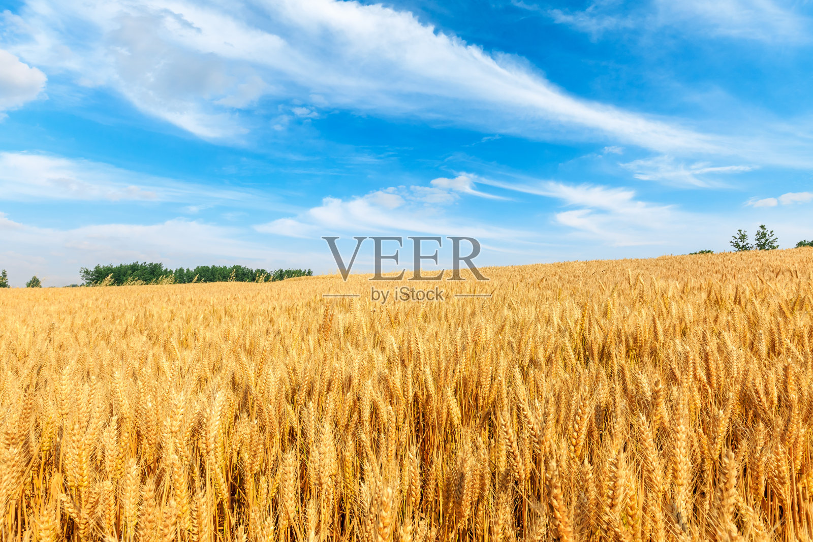 黄色的麦田和蓝色的天空照片摄影图片