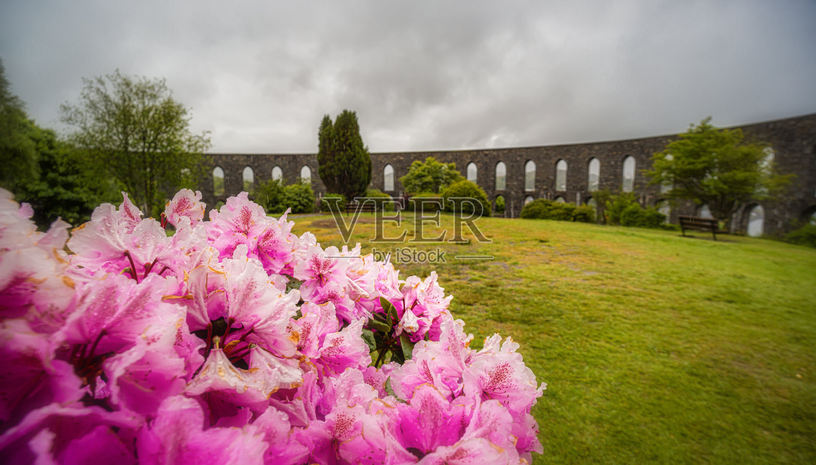 杜鹃照片摄影图片