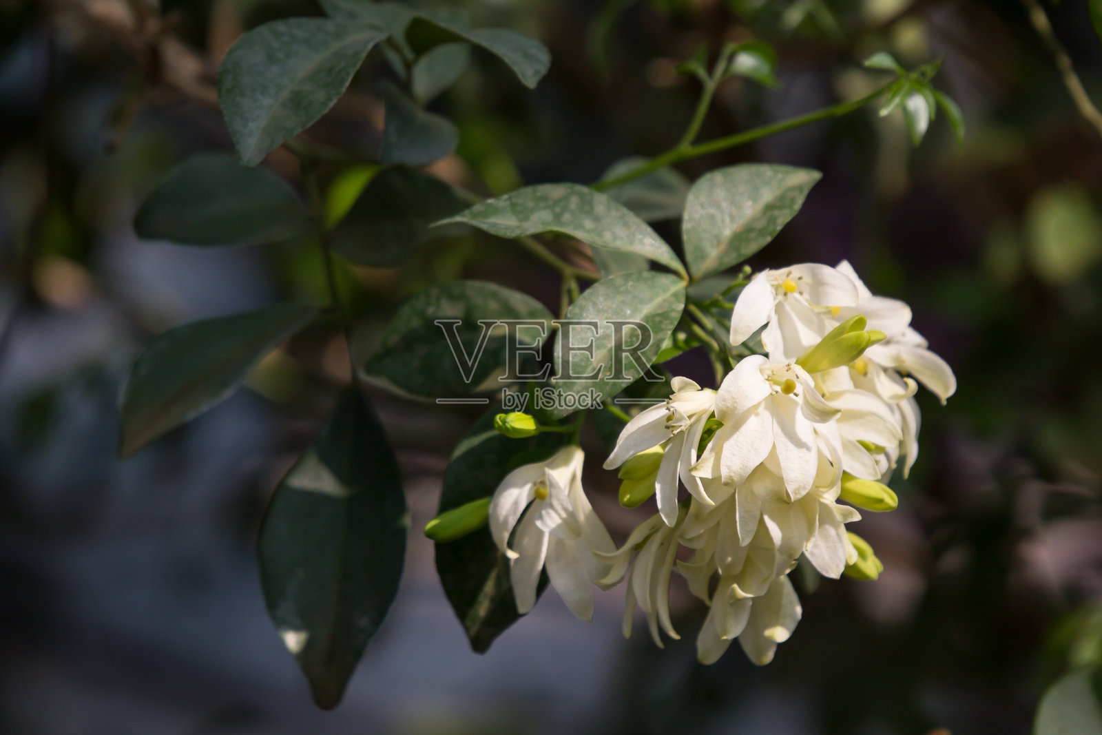 橙色茉莉属花照片摄影图片