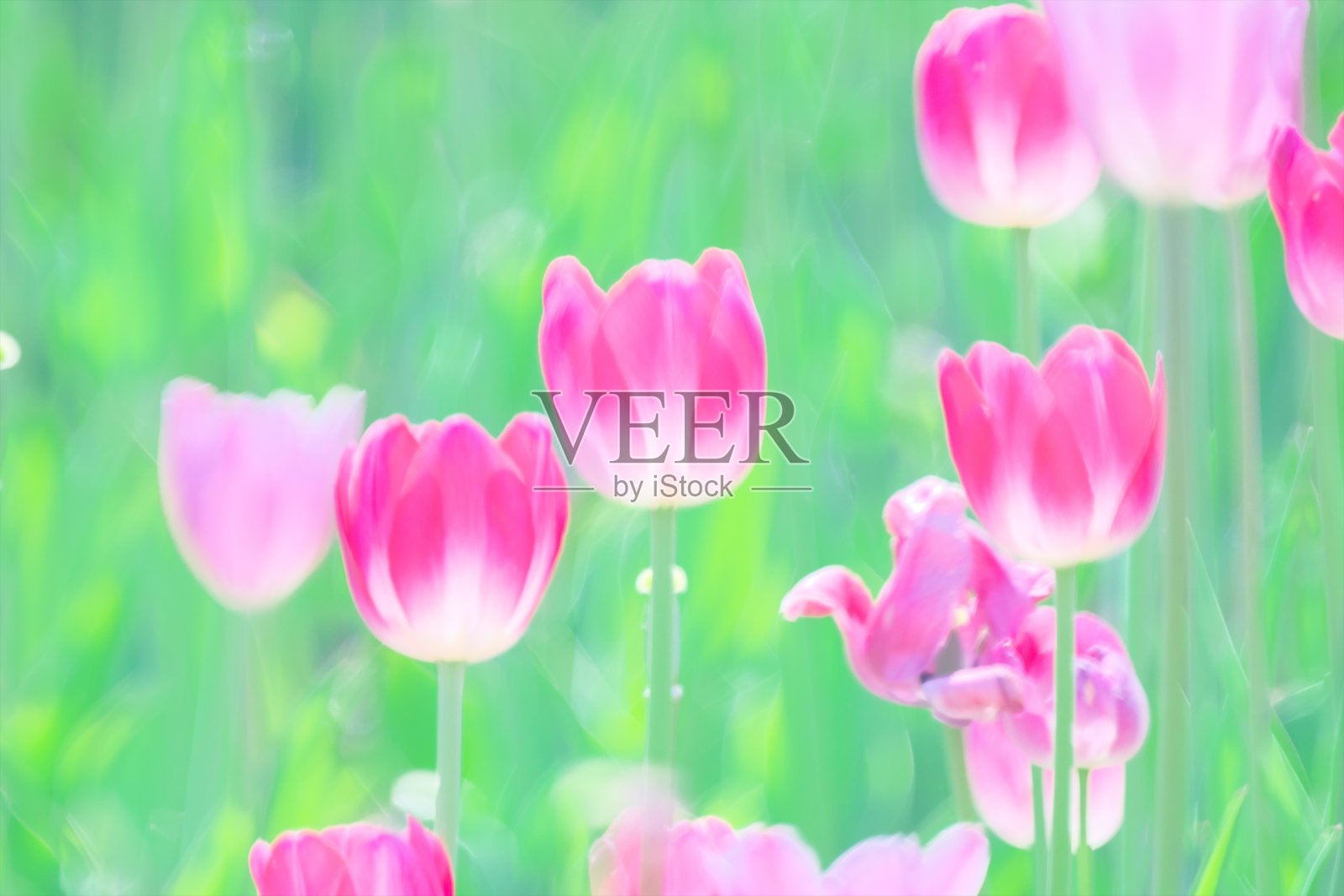 美丽的花园照片摄影图片