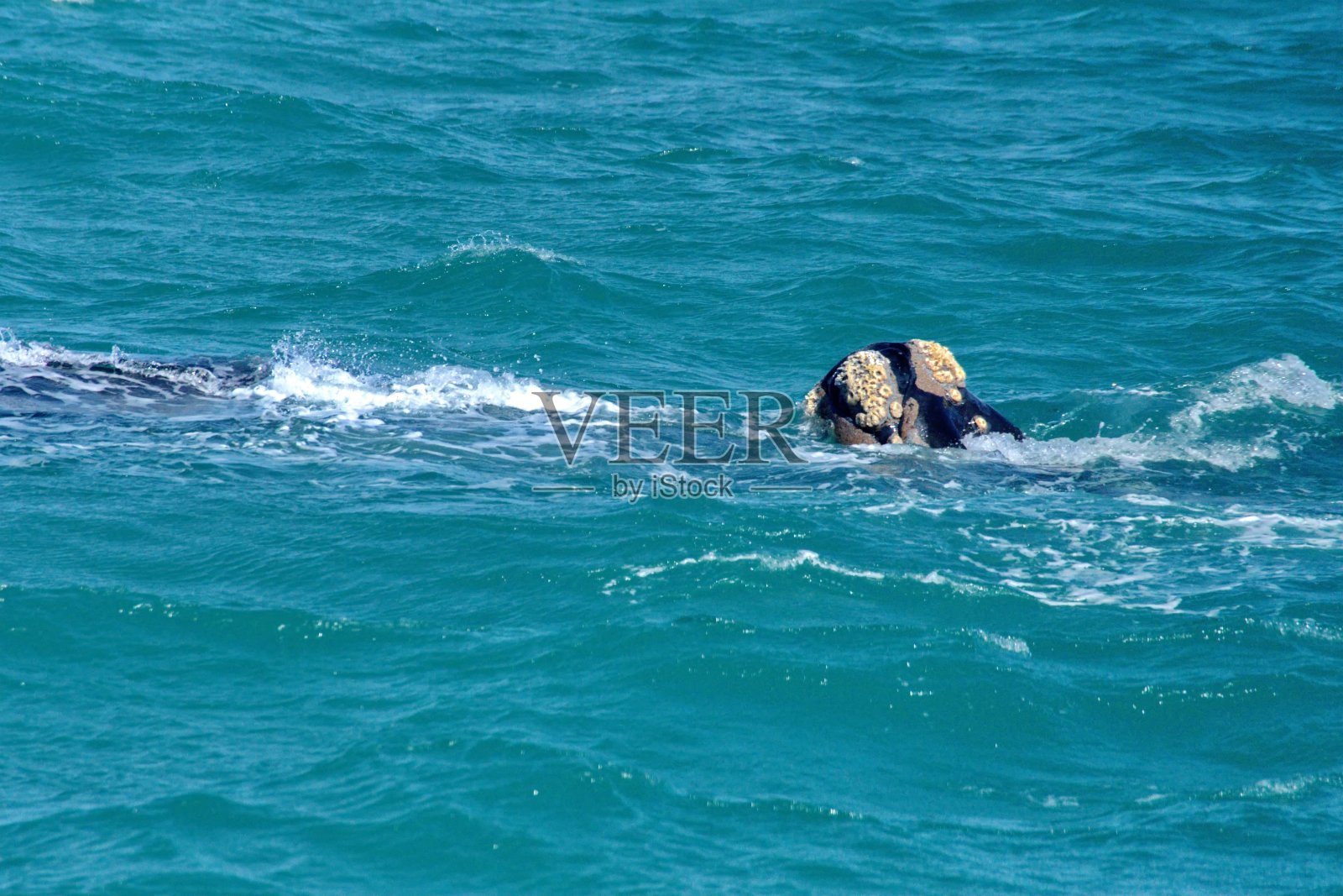一头南露脊鲸的头照片摄影图片