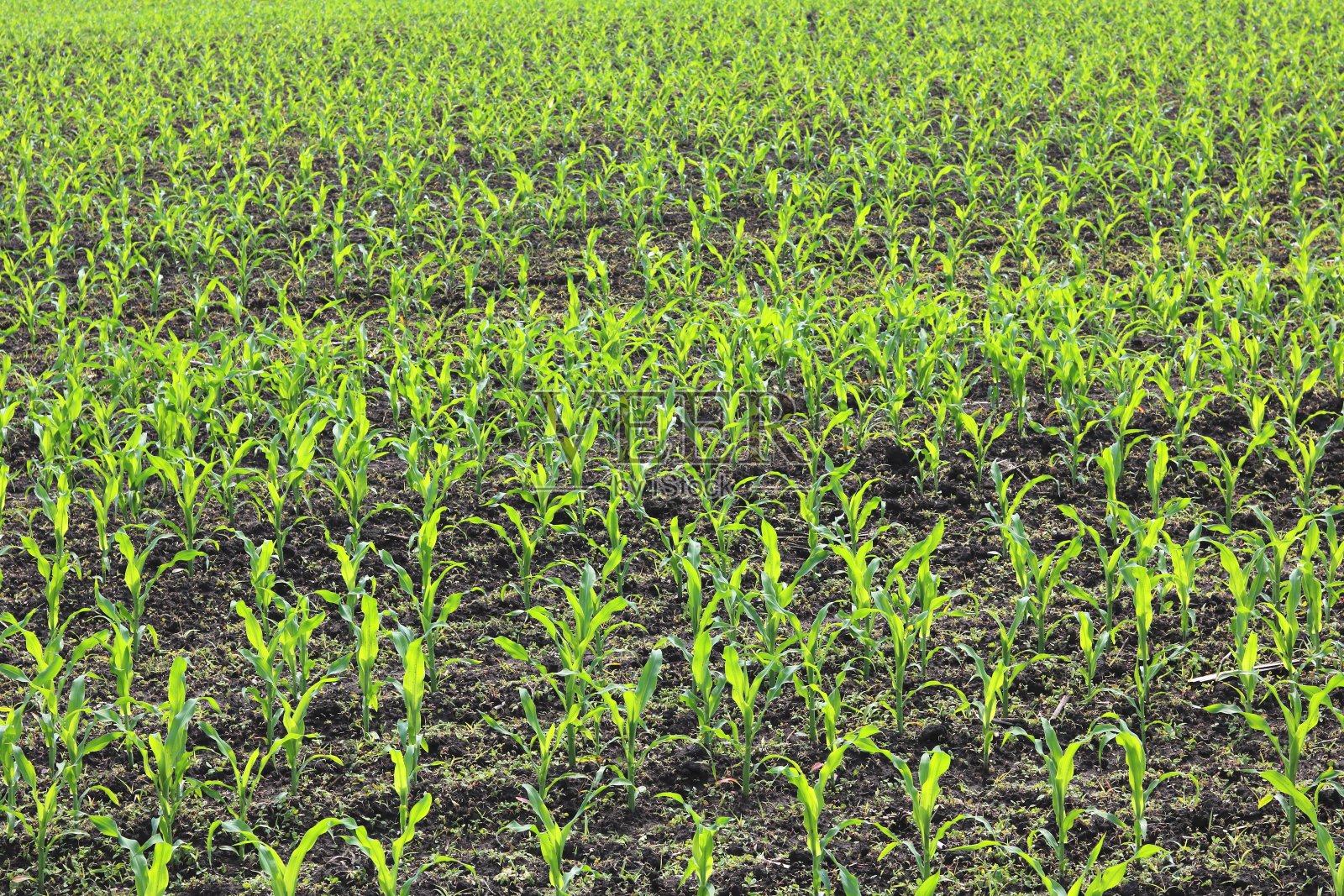 春天在农田里的绿色玉米幼苗照片摄影图片