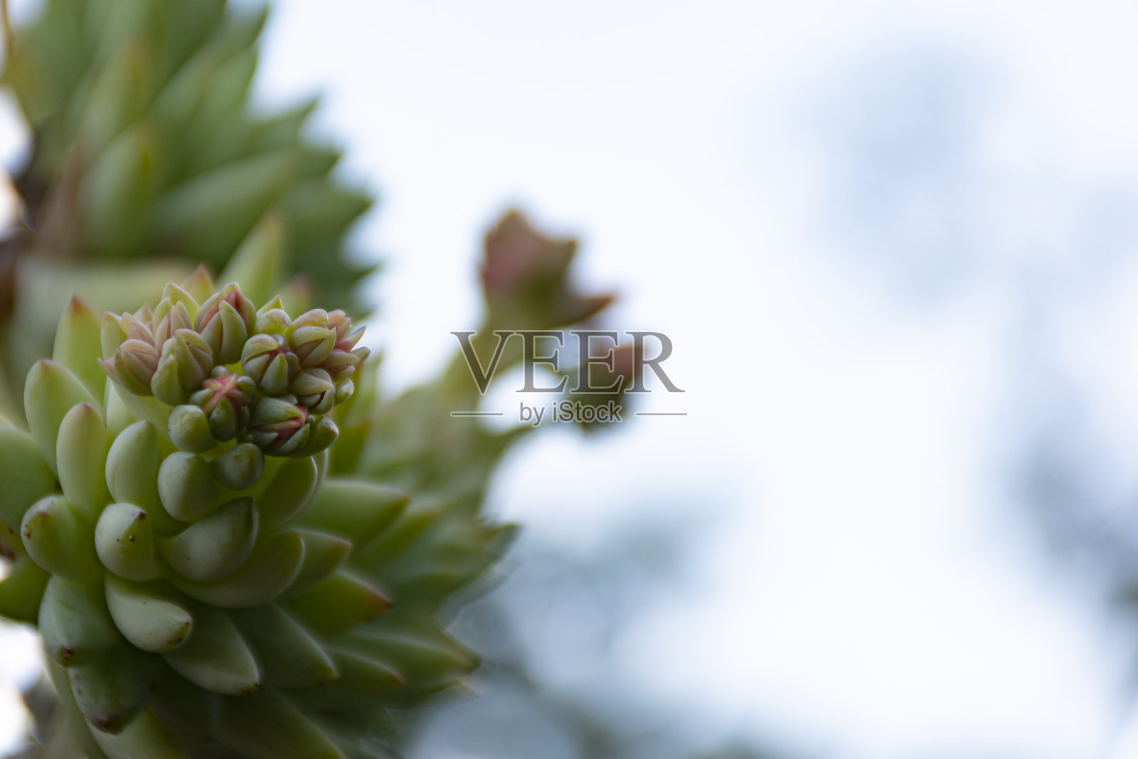 驴尾巴开花照片摄影图片