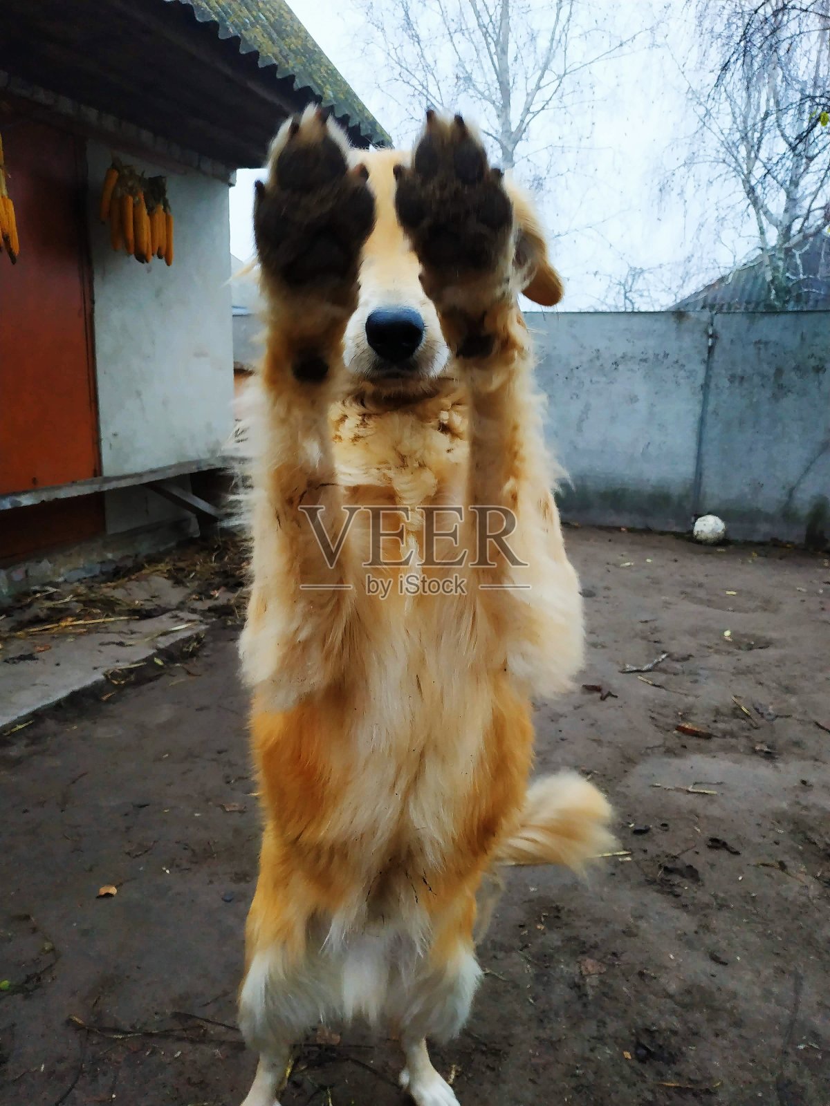 快乐的小狗照片摄影图片