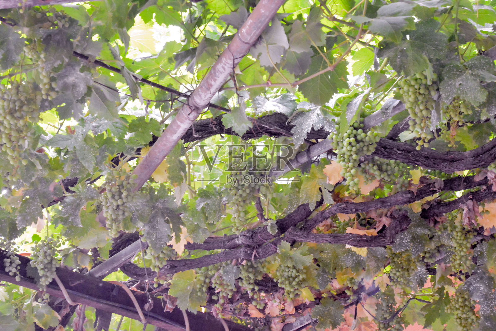 准备生产葡萄酒的葡萄园照片摄影图片