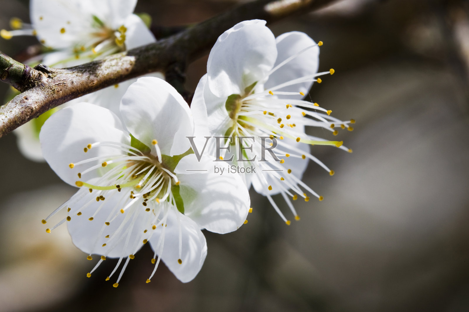 梅的花照片摄影图片