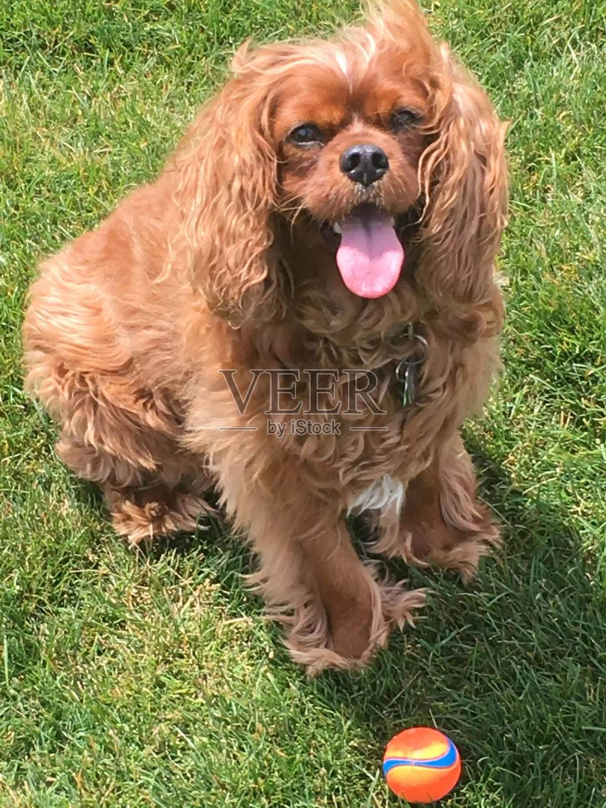 狗在玩球照片摄影图片