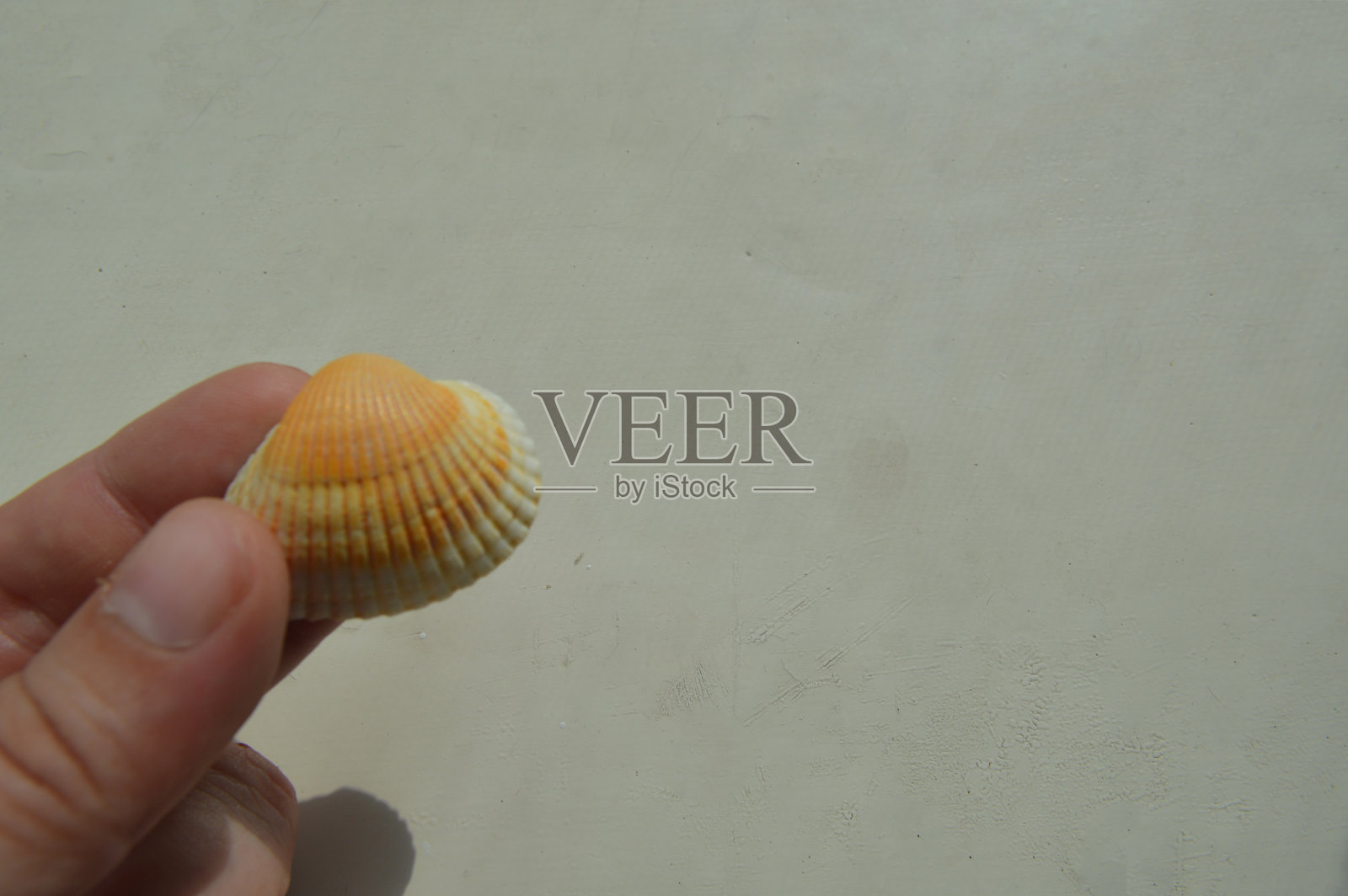 海洋的组成和海洋贝壳的特写照片摄影图片