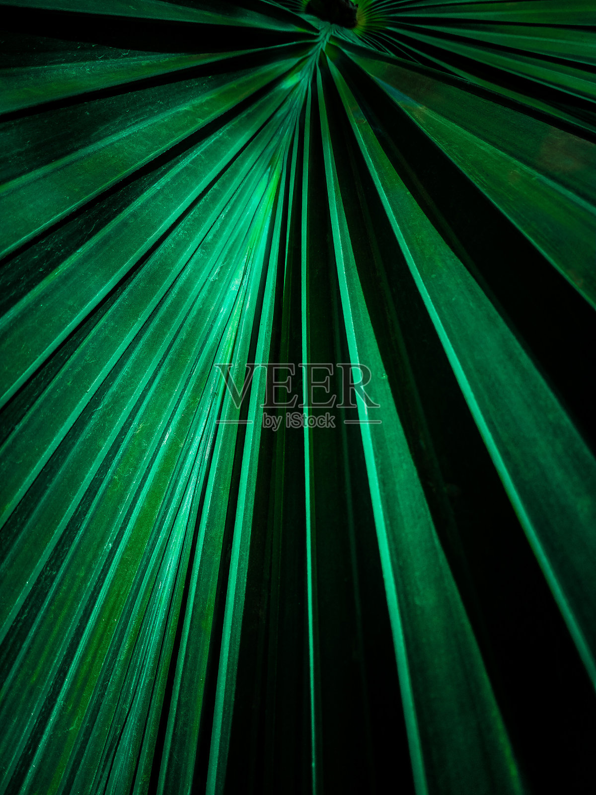 叶照片摄影图片