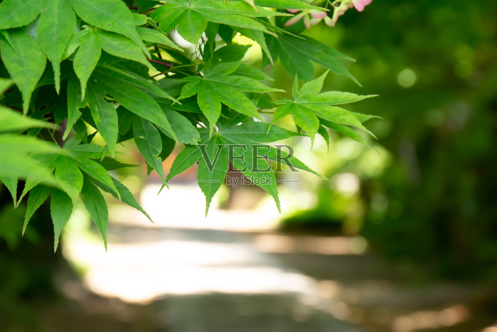 走近新鲜的绿枫树照片摄影图片