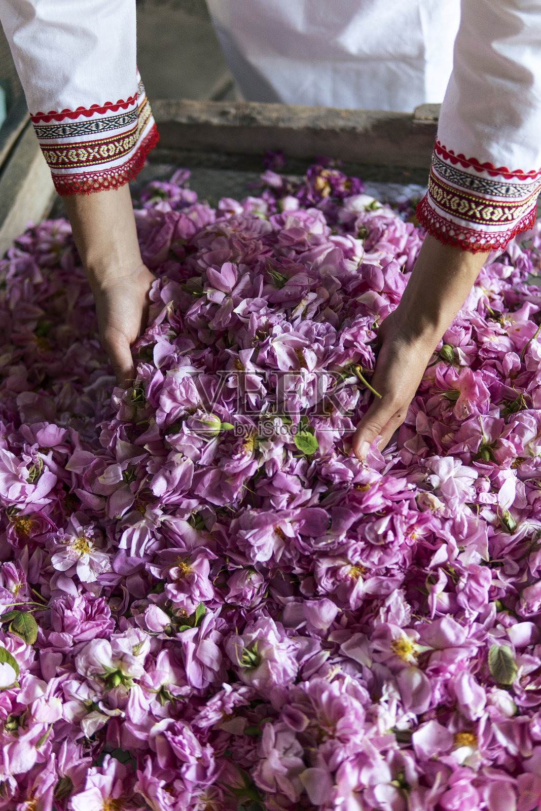 罗莎damascena。著名的保加利亚玫瑰正盛开得如火如荼。照片摄影图片