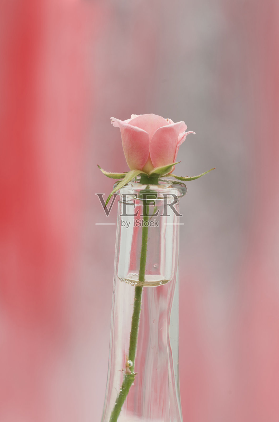 小粉红玫瑰变种照片摄影图片