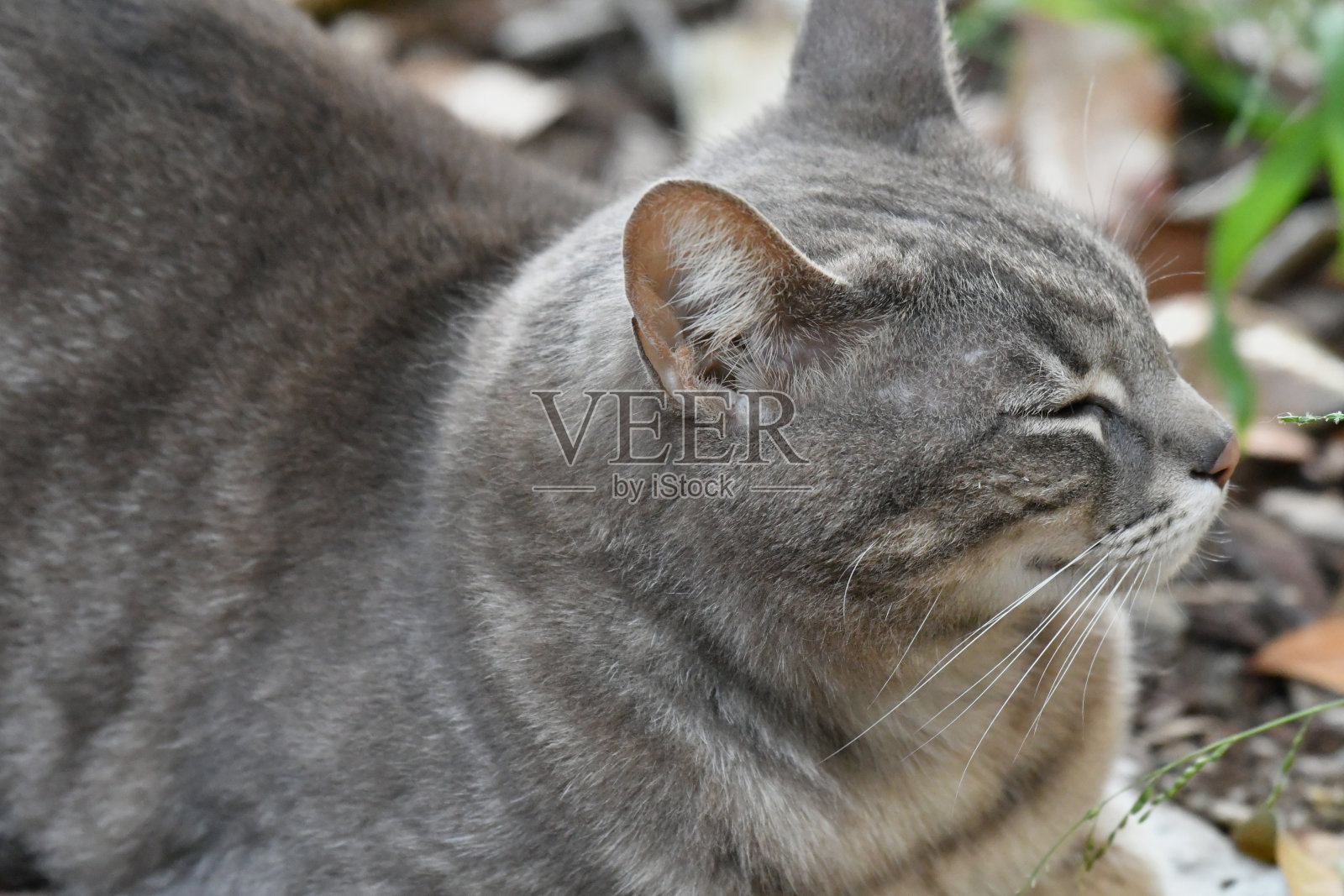 猫在后院闭着眼睛照片摄影图片