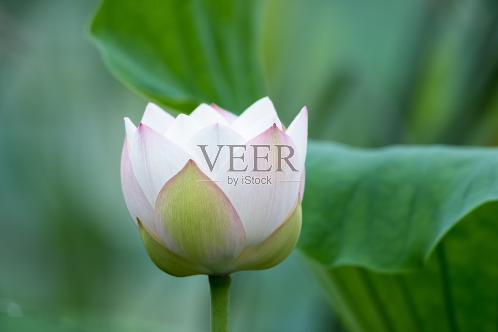 白莲花特写照片摄影图片