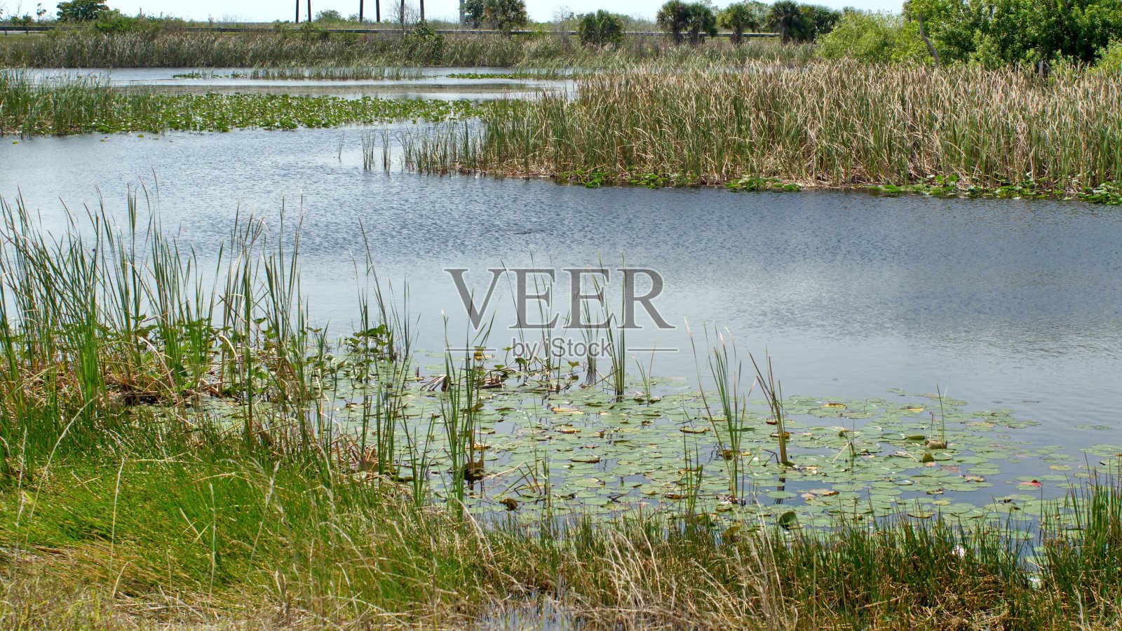 大沼泽地的运河照片摄影图片