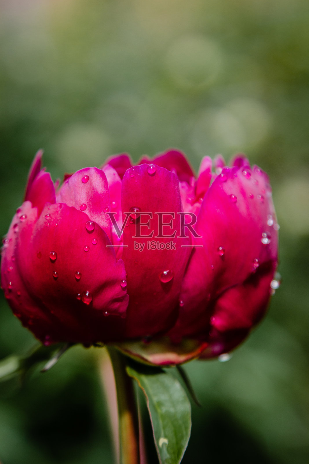 鲜嫩的牡丹花带着雨滴照片摄影图片