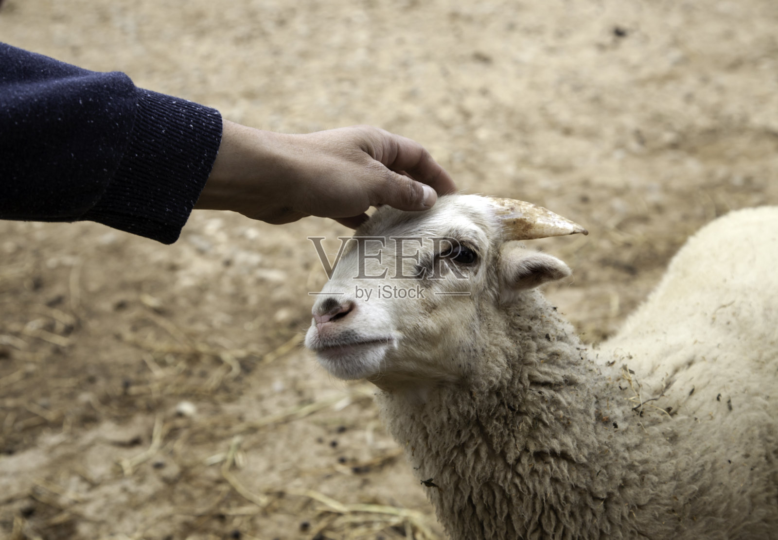 羊在农场照片摄影图片