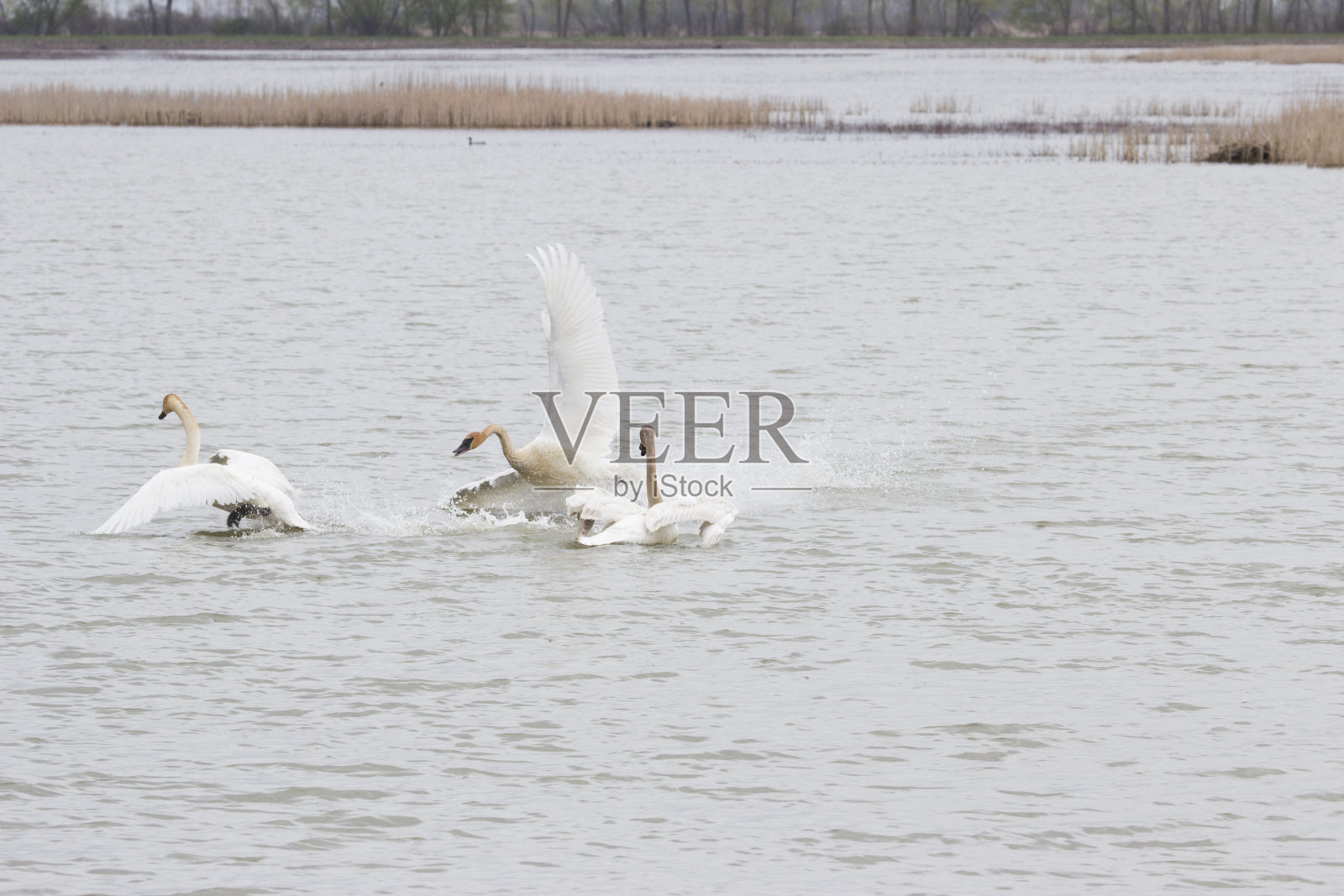 喇叭天鹅照片摄影图片