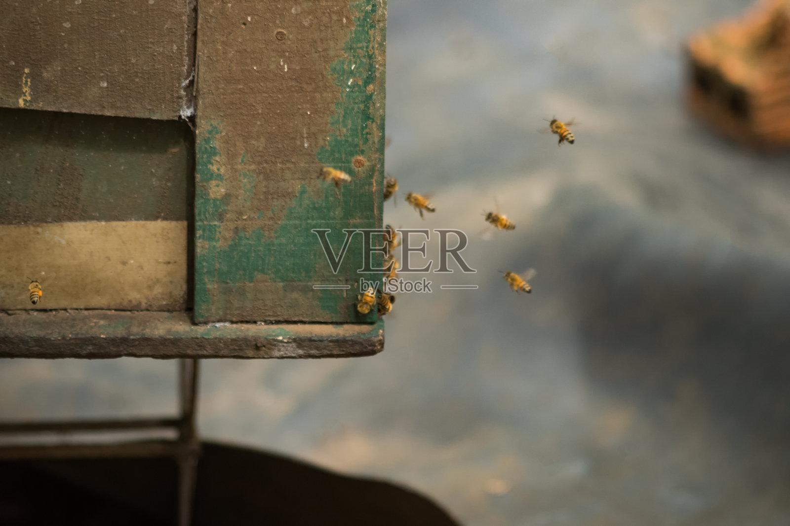 在花园里养蜜蜂照片摄影图片