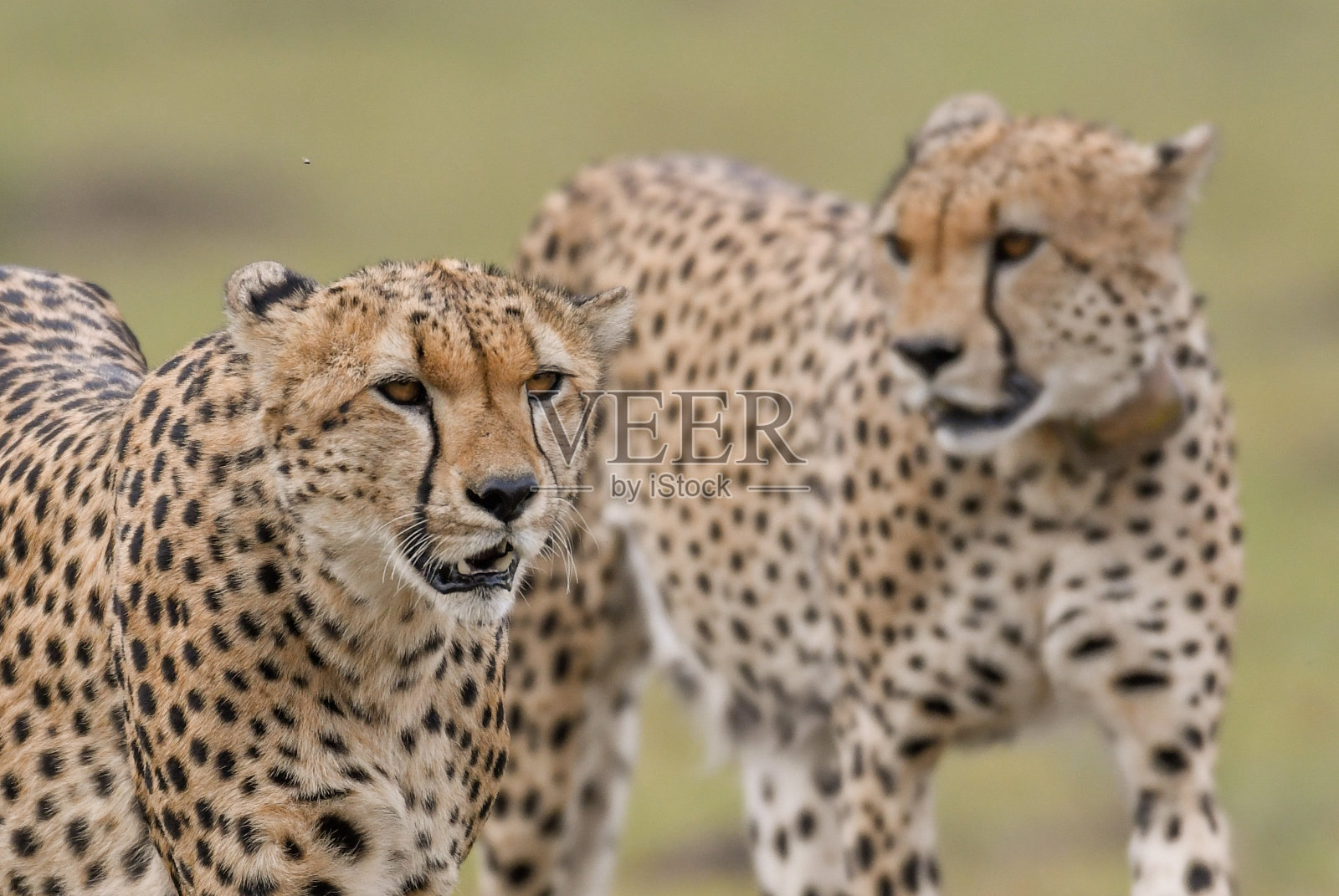 猎豹的肖像照片摄影图片