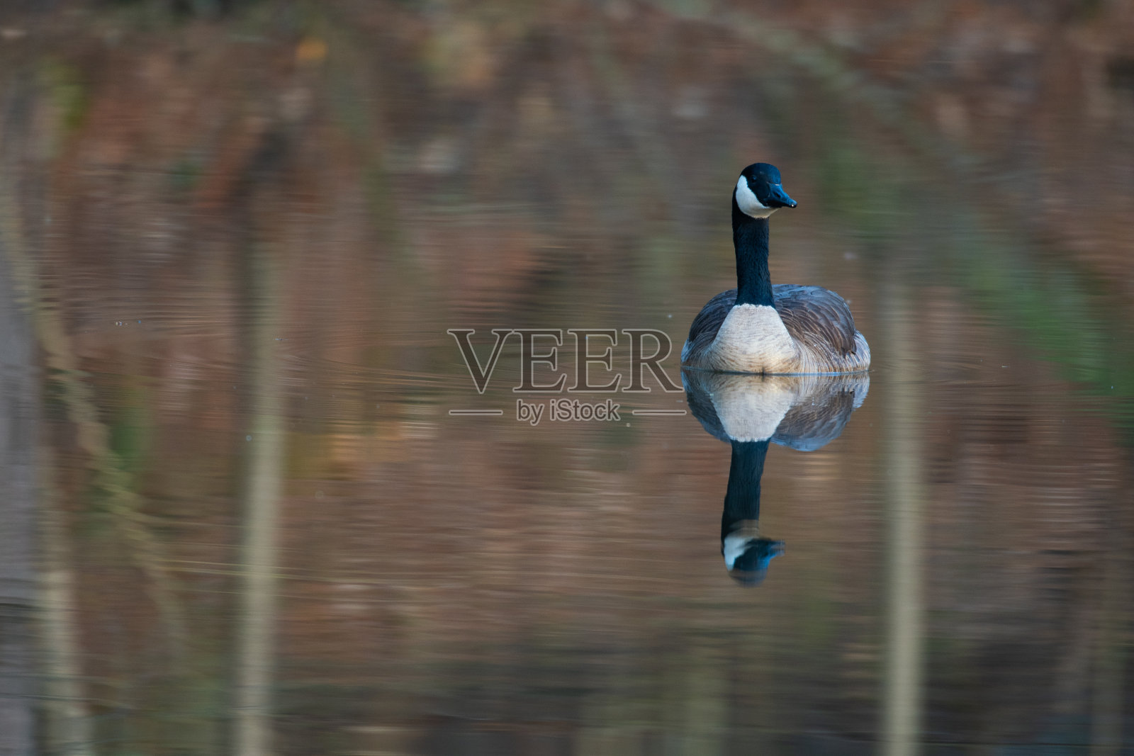 小池塘里的加拿大鹅照片摄影图片