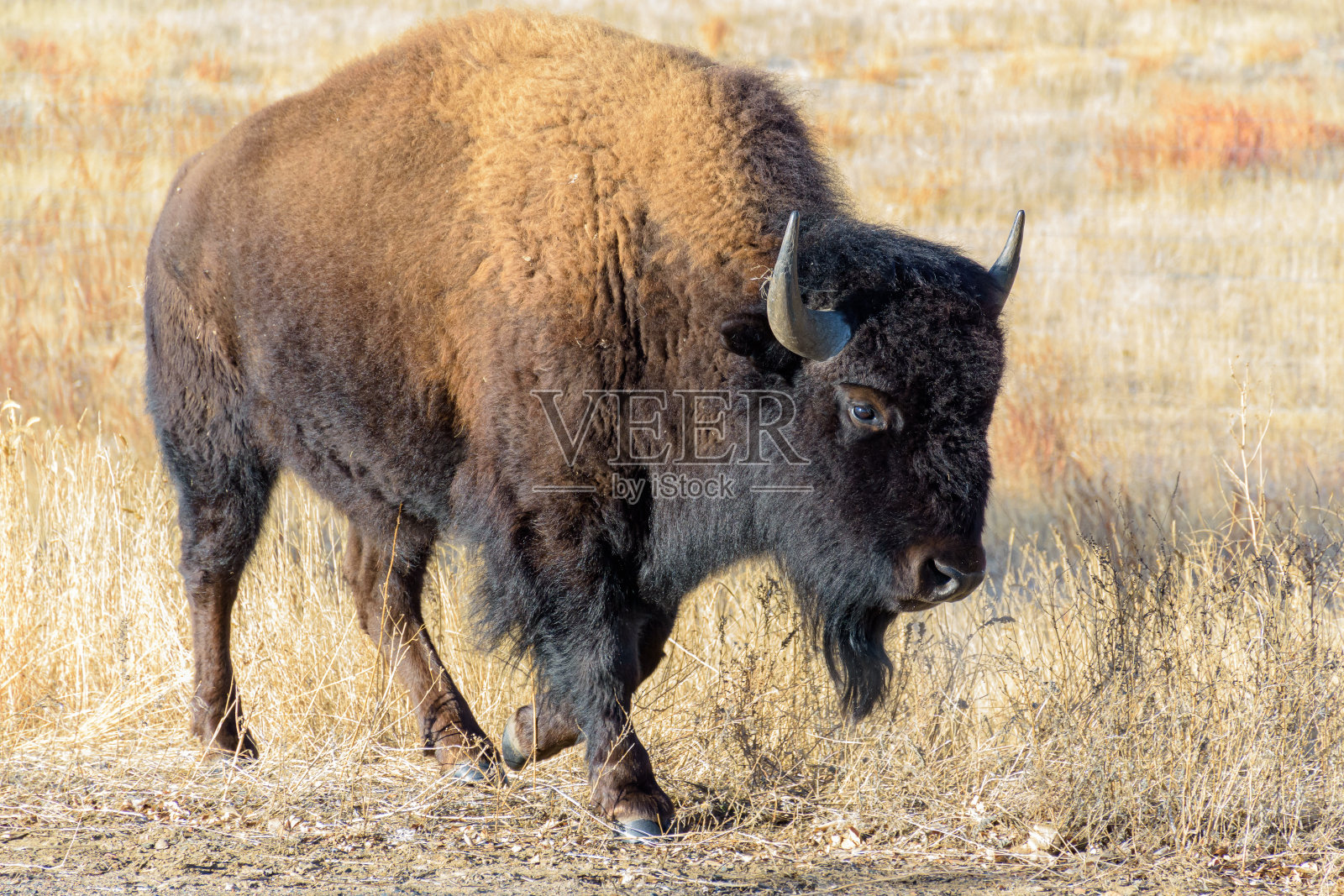生活在科罗拉多高原上的美洲野牛照片摄影图片