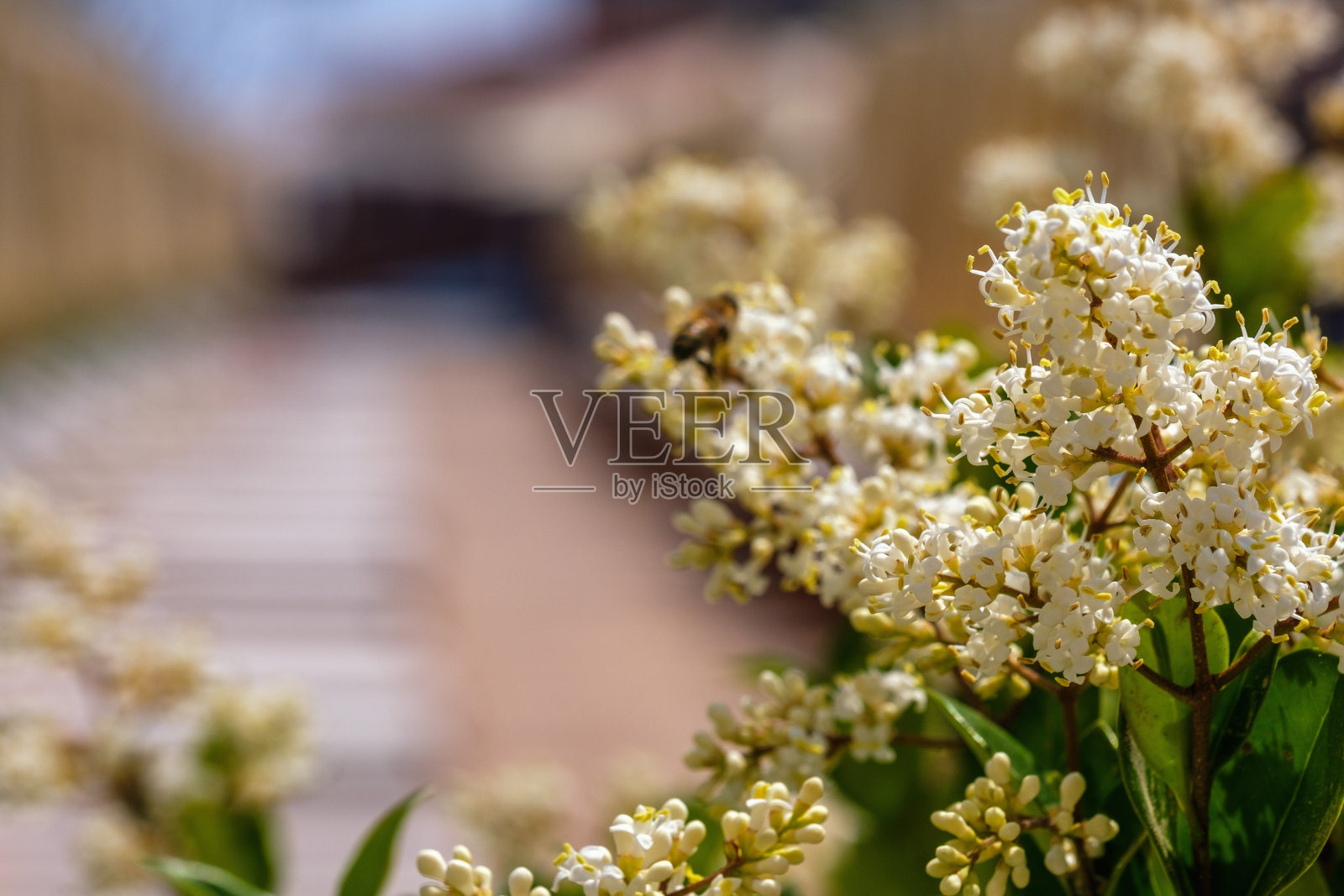 白色的花女贞椭圆形的叶子在花园里照片摄影图片