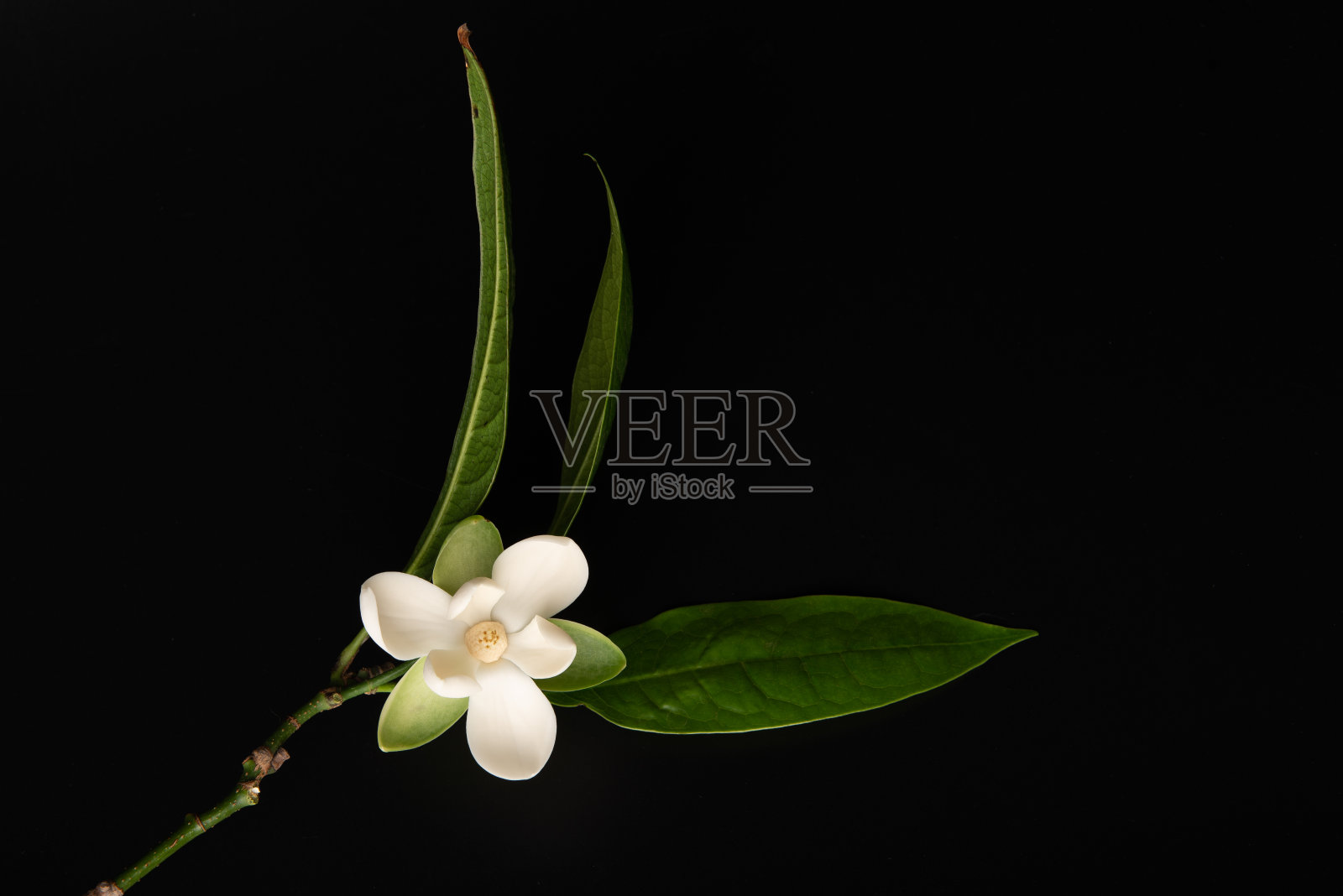 白玉兰花和绿叶上孤立的黑色背景。照片摄影图片