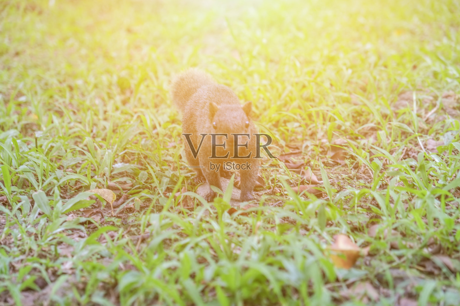 晴天，夜猫子在公园的树上。照片摄影图片