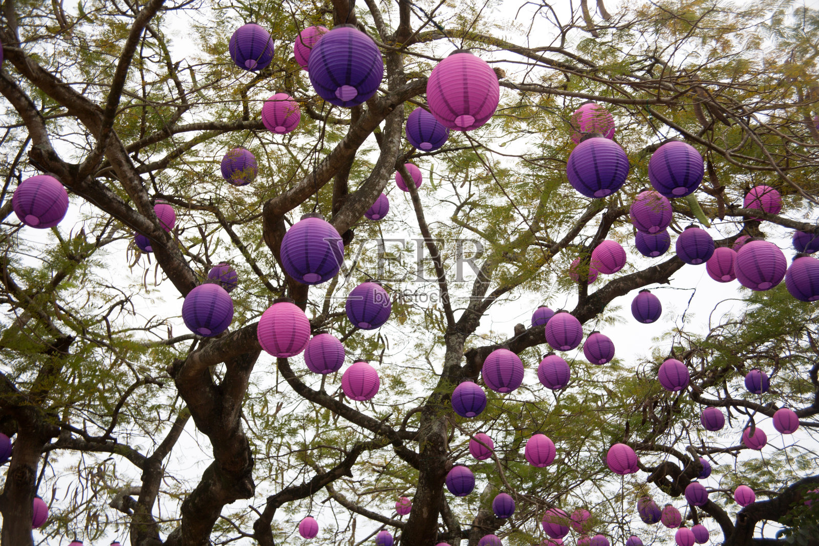 树枝上的纸灯笼照片摄影图片