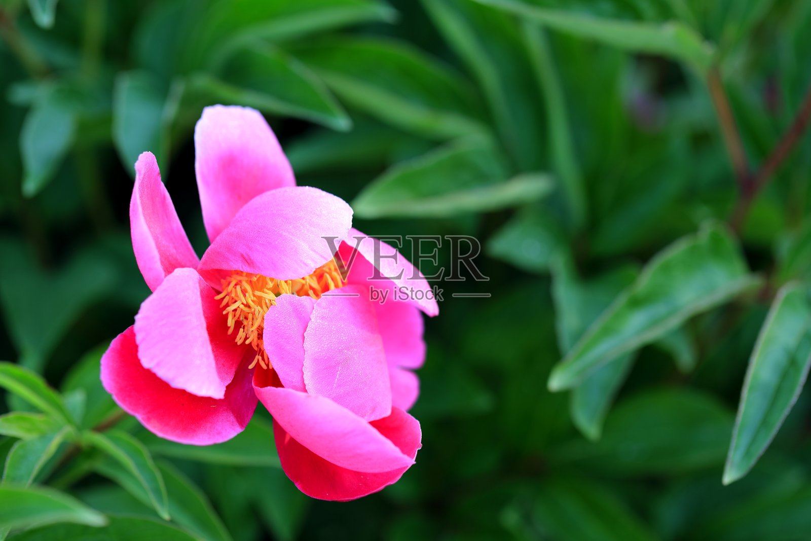 牡丹花朵照片摄影图片