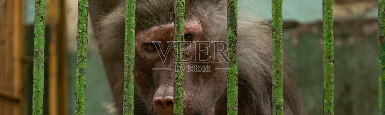 笼子里猴子的特写照片摄影图片