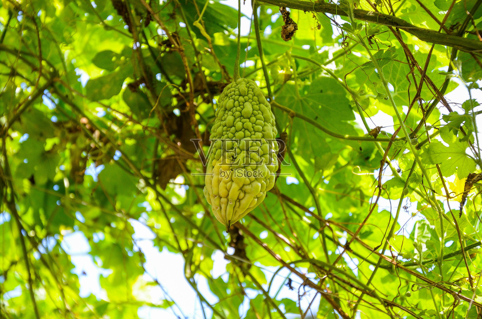 农场里的苦瓜。照片摄影图片