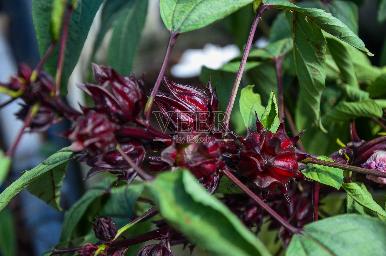 台湾的木槿或玫瑰果花。照片摄影图片