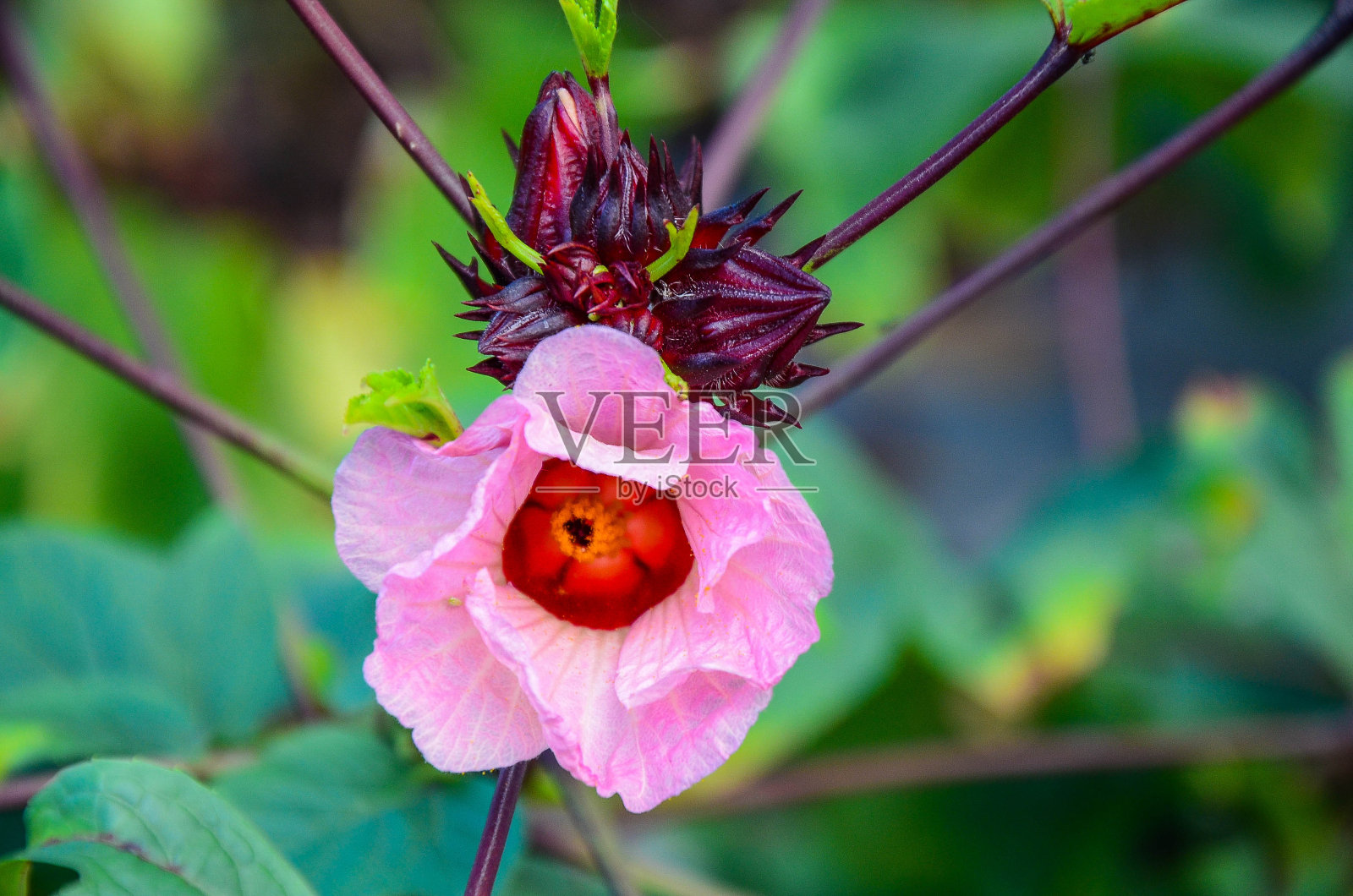 芙蓉或玫瑰果近距离开花。照片摄影图片