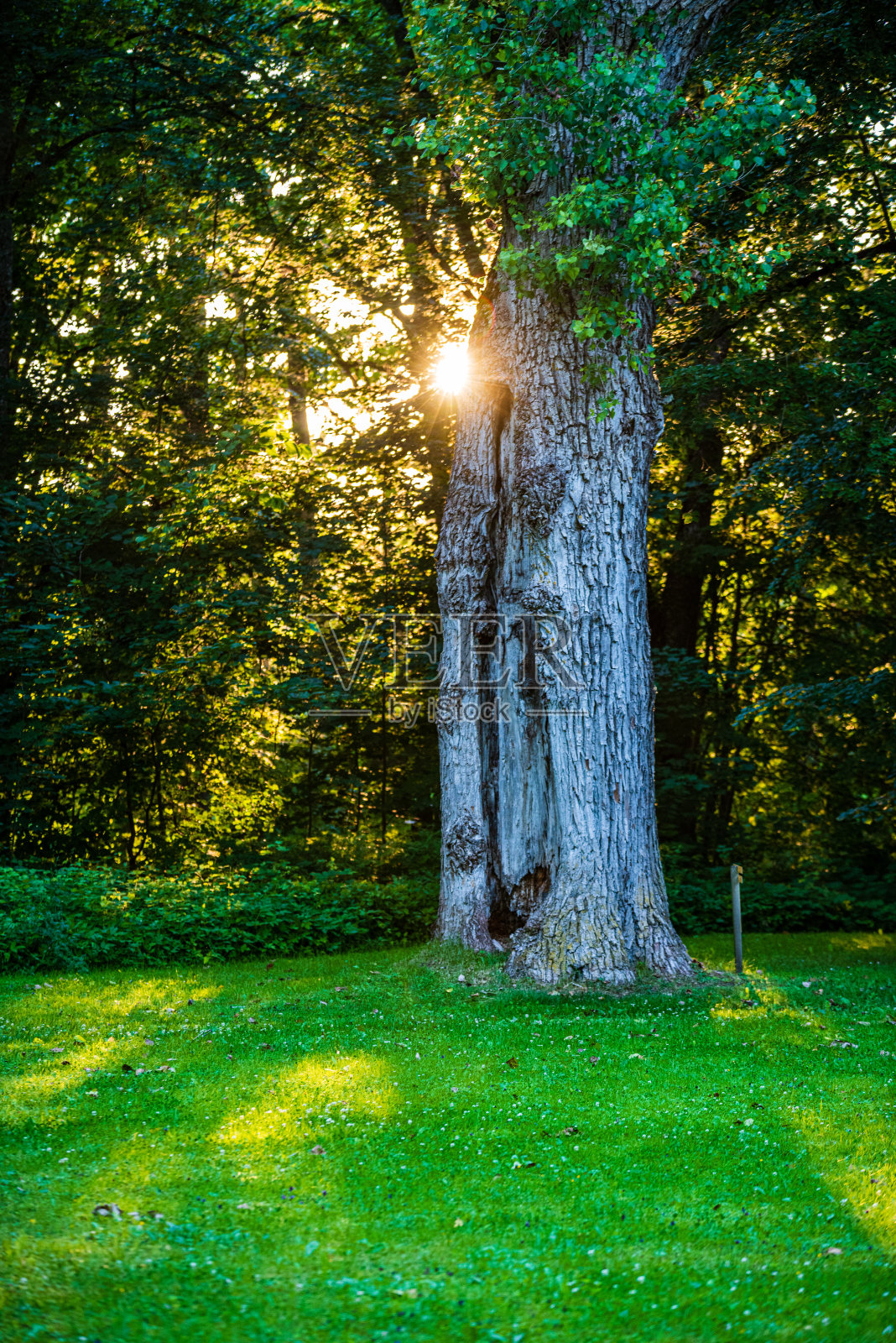 树干在阳光明媚的夏季森林照片摄影图片