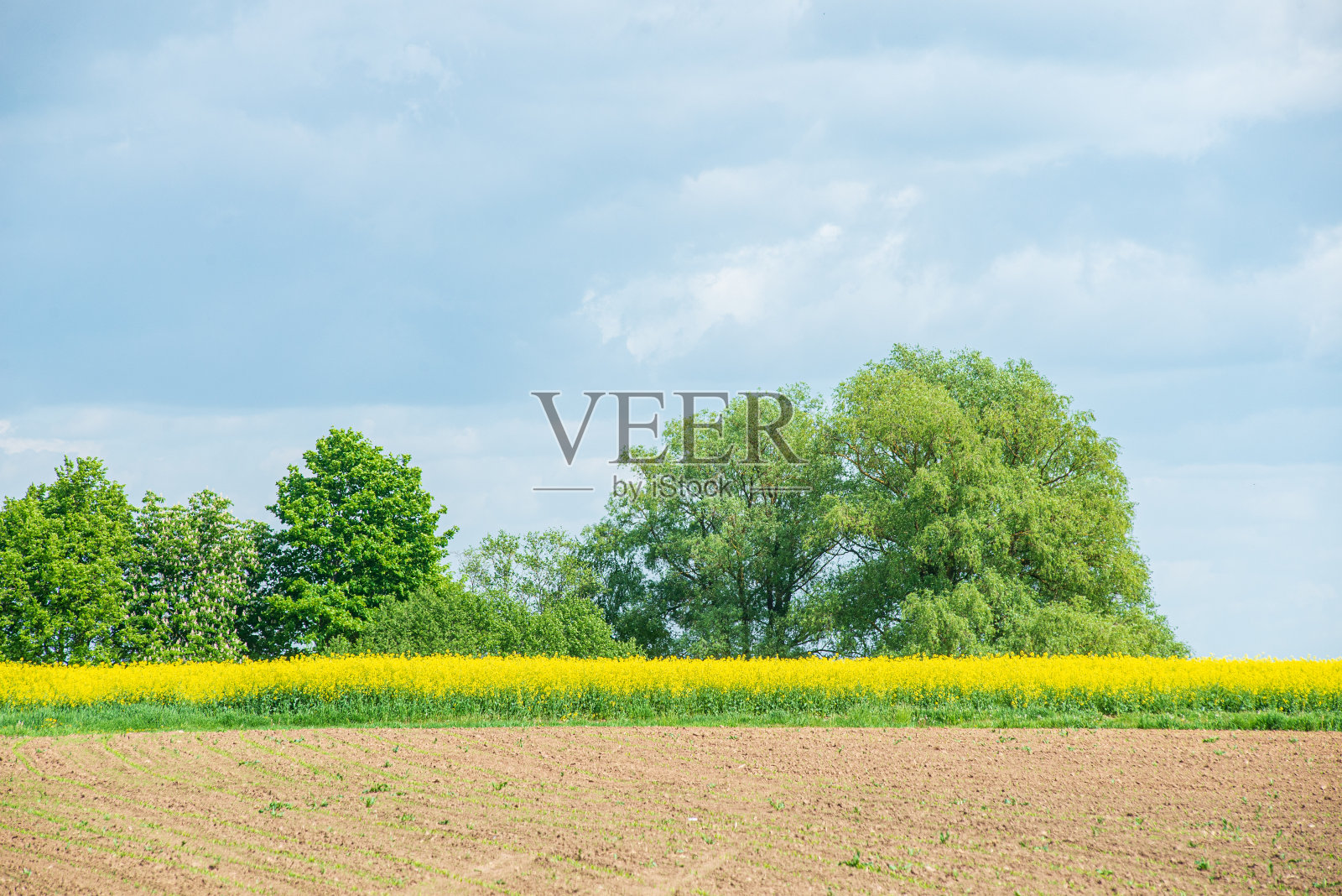 在春天的蓝天下，油菜籽盛开在黄色的田野里照片摄影图片