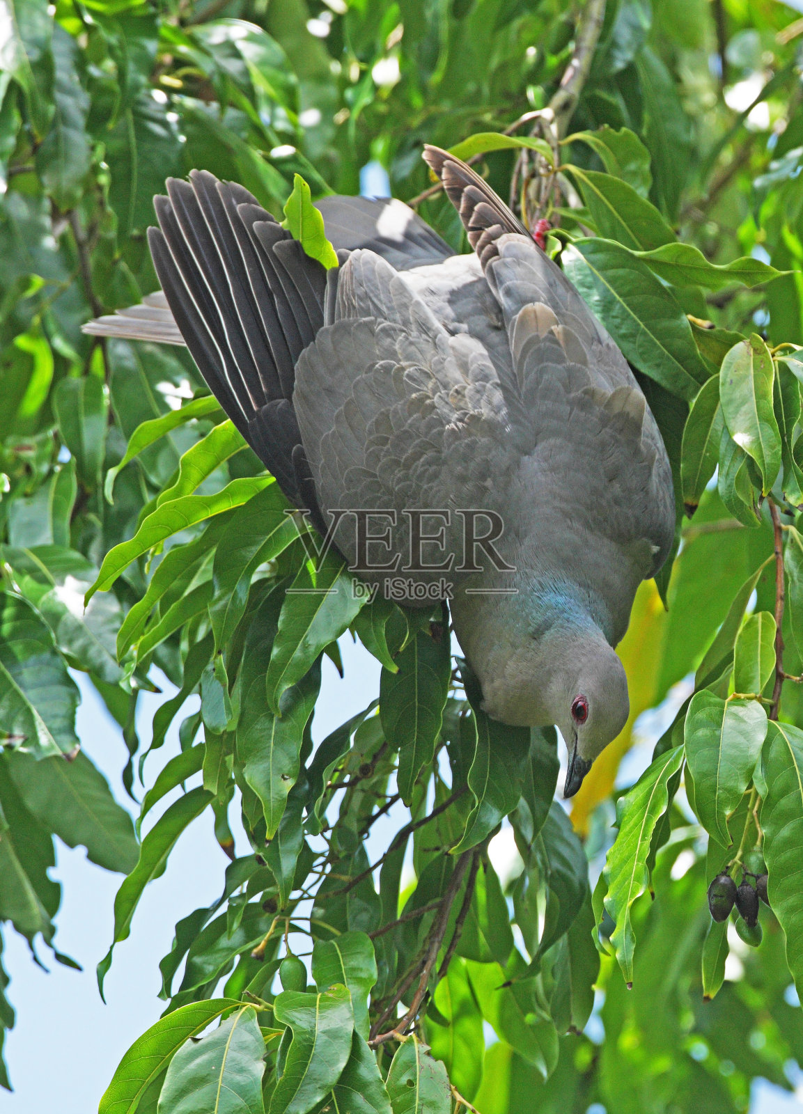 环尾鸽照片摄影图片