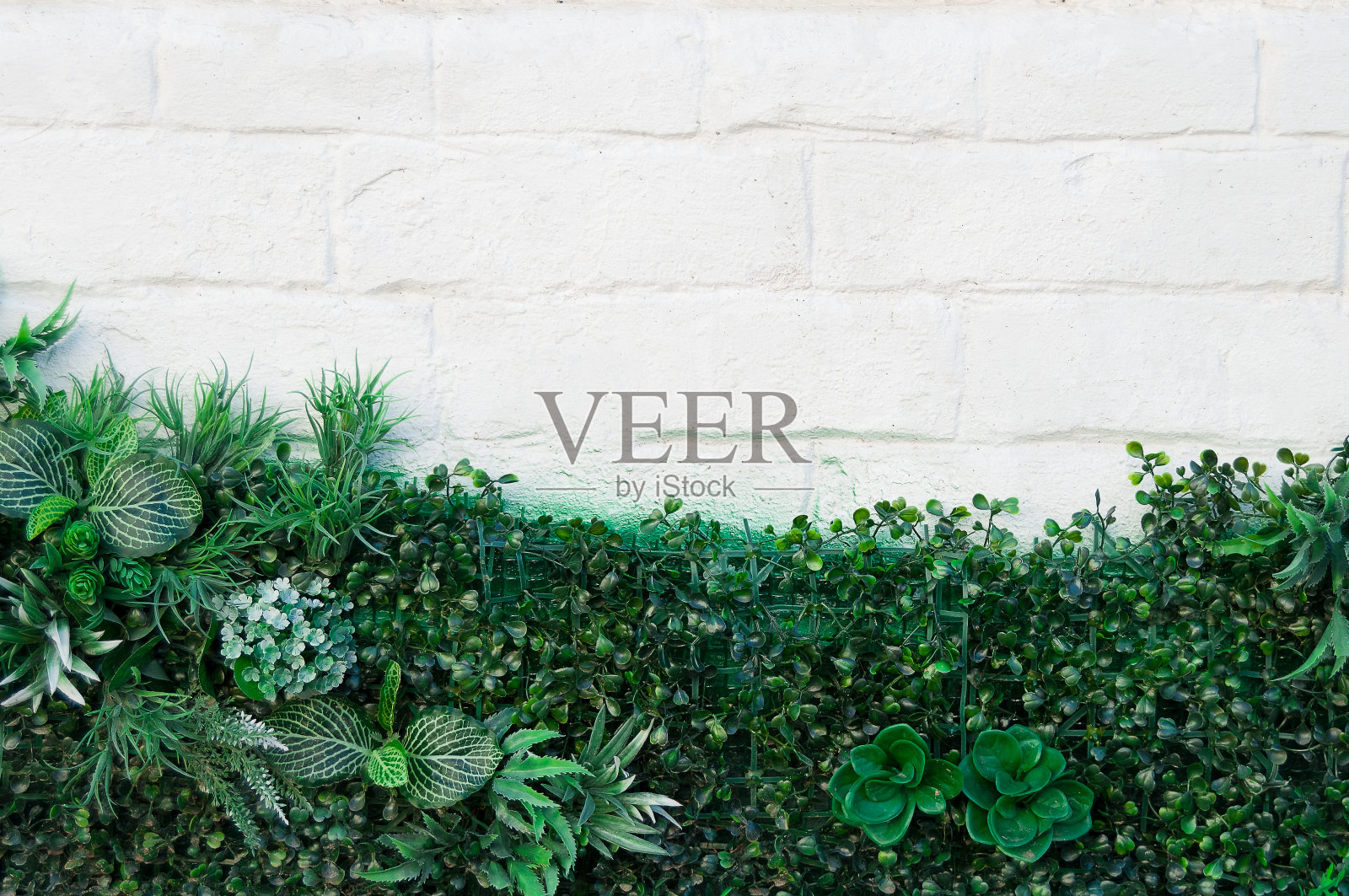 白色的墙和人造花照片摄影图片