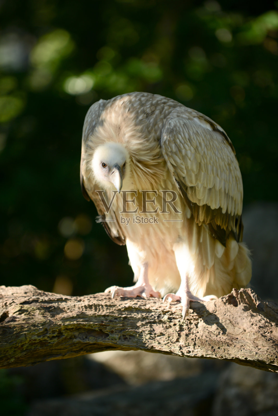 喜马拉雅兀鹫秃鹰照片摄影图片