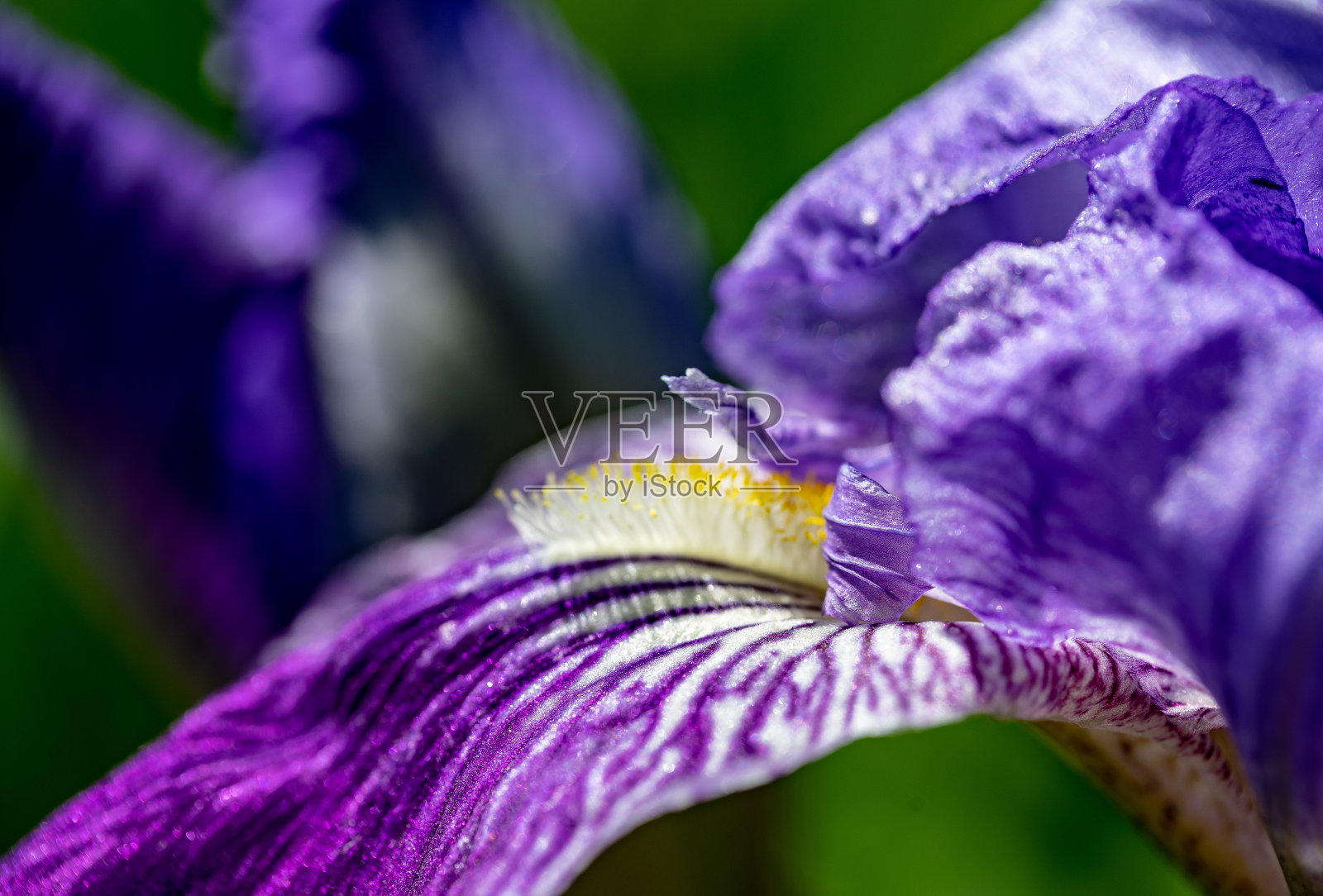 Medditerranean自然特写镜头照片摄影图片