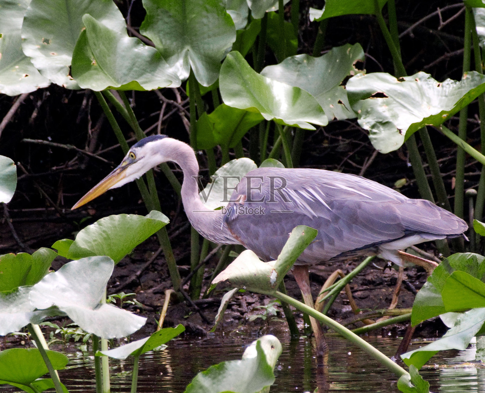 沼泽里的大蓝鹭照片摄影图片
