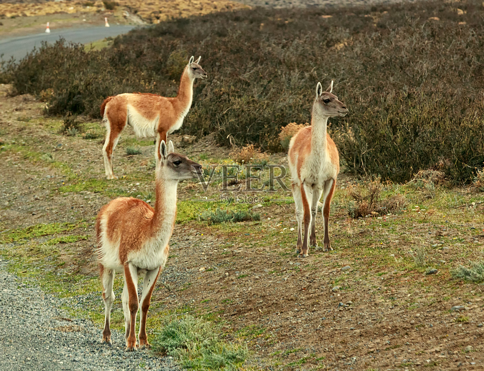 三只羊站在路上。智利。托雷斯德尔潘恩国家公园。巴塔哥尼亚。南美照片摄影图片