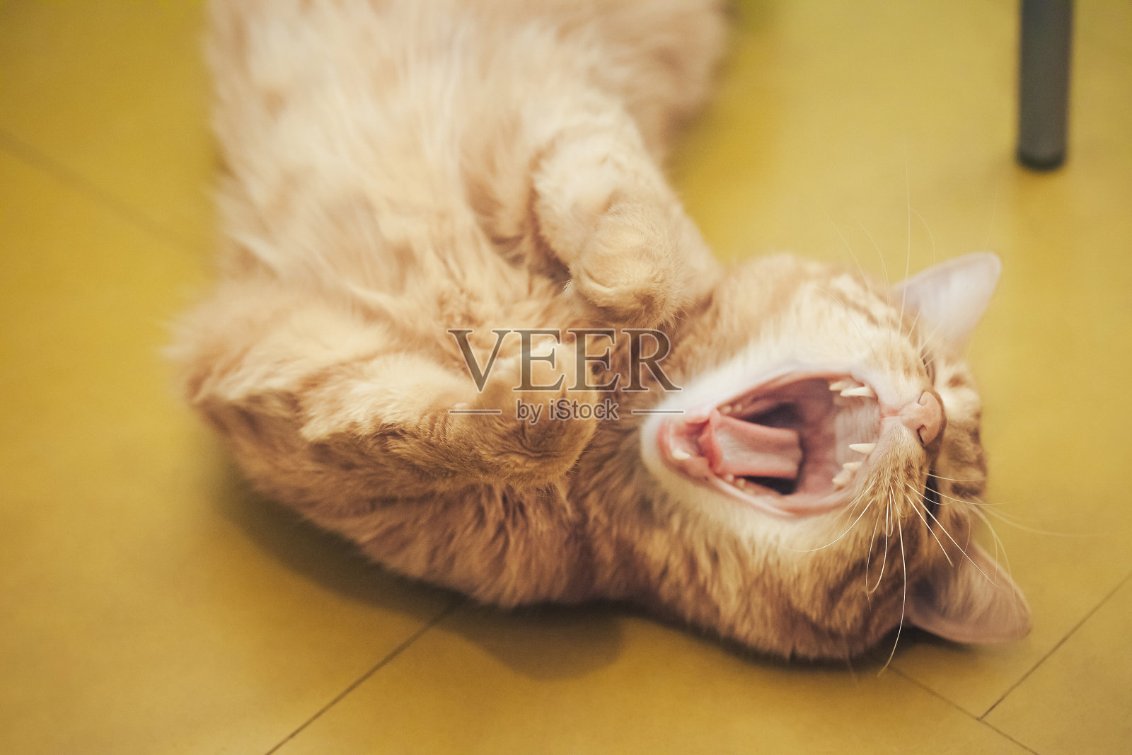 姜毛猫在打哈欠照片摄影图片