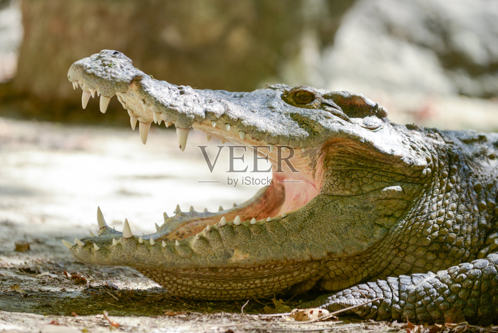 鳄鱼照片摄影图片