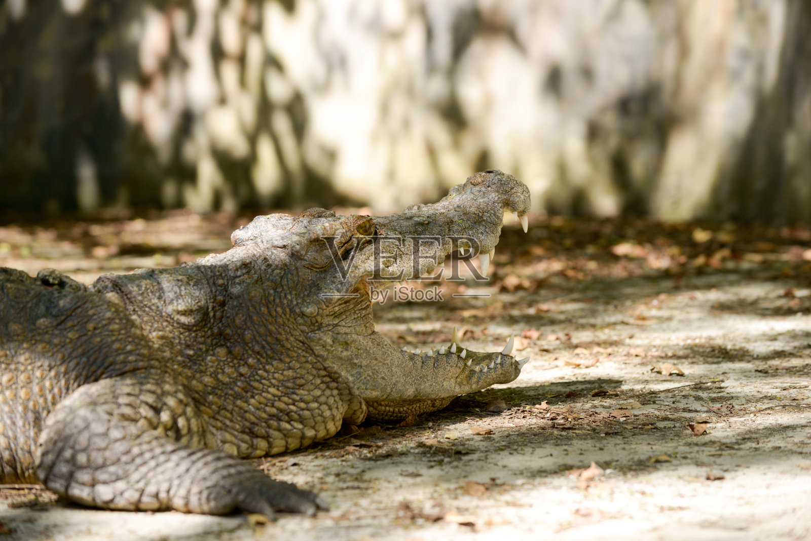 鳄鱼照片摄影图片